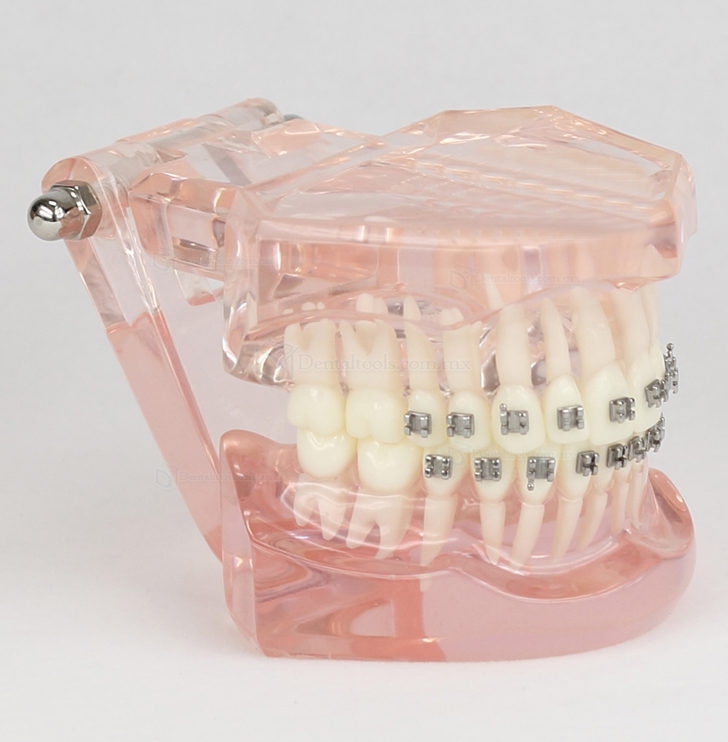 Horno de cerámica  MESTRA líderes aparatología dental
